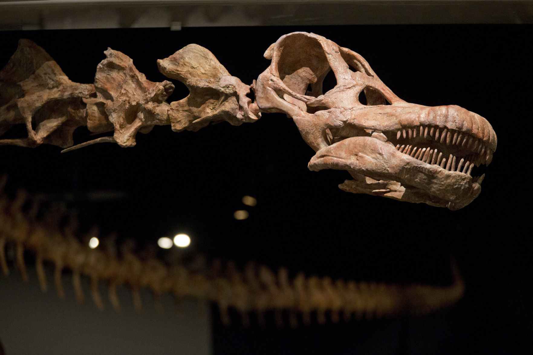 Biggest Dinosaur